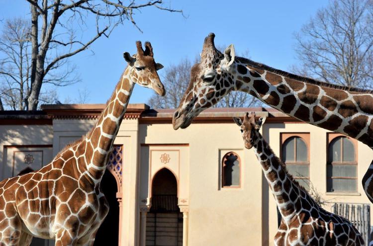 Animali: al Bioparco di Roma arrivate due nuove giraffe