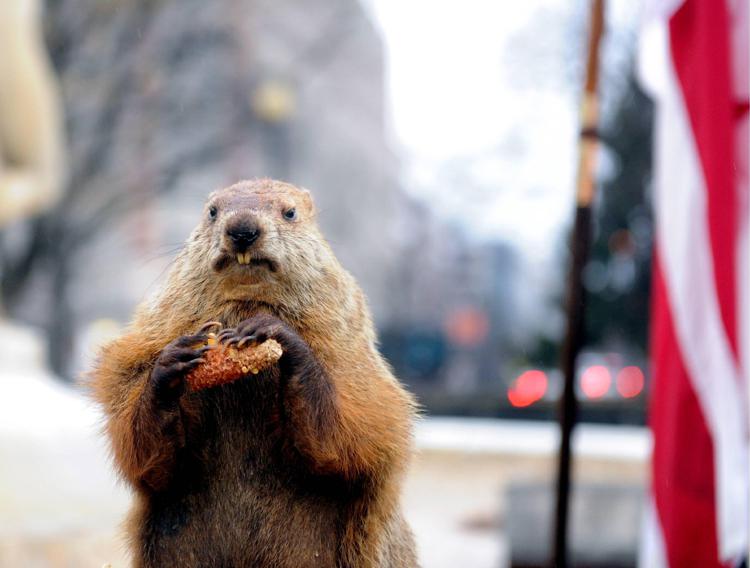 Phil è la marmotta che ogni anno, il 2 febbraio, stabilisce che tempo farà nei mesi successivi (Foto Fotogramma) - FOTOGRAMMA