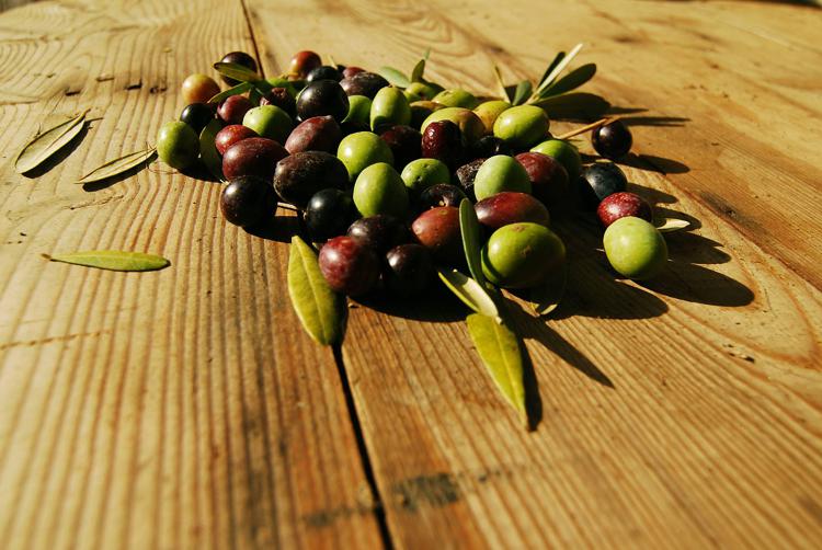 Olive, uno degli ingredienti nel piatto dei nostri antenati (Fotogramma)
