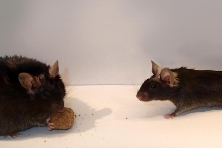 Se alcune cellule mancano il topo si abbuffa e diventa obeso (quello a sinistra). Johns Hopkins Medicine