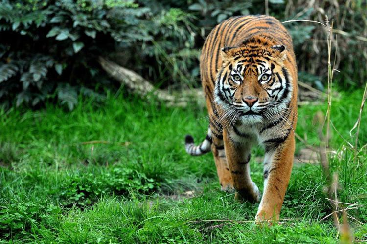 Roma: al Bioparco è arrivata Tila, la tigre di Sumatra