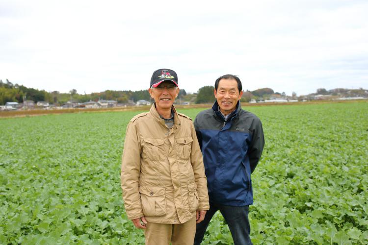 Fukushima: la rinascita che parte da una pianta, il futuro nell'olio di colza