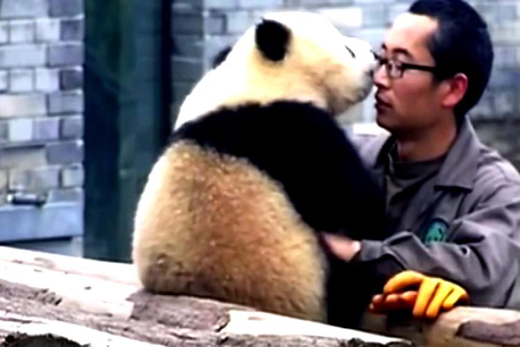 Coccole e 'naso naso', il panda si mette in posa per un selfie