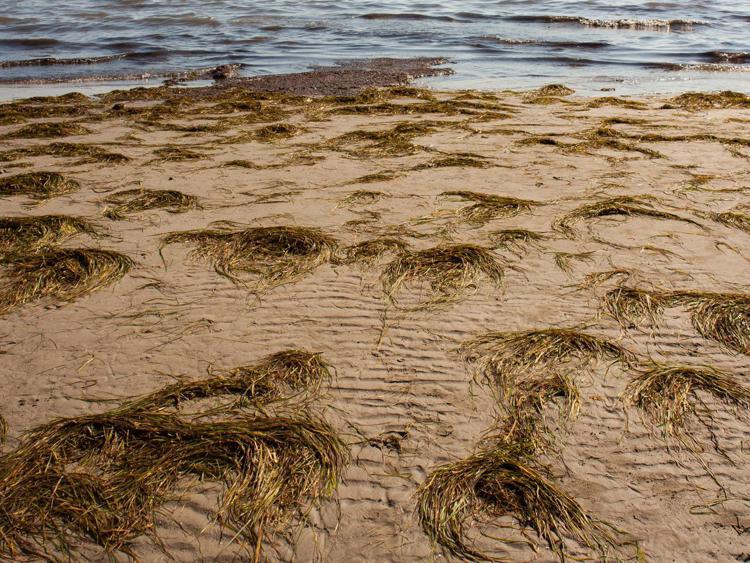 Mare: Ispra, fondamentale ruolo posidonia spiaggiata, scorretto rimuoverla