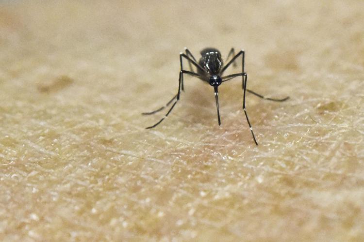 (FILES) This file photo taken on January 25, 2016 shows an Aedes Aegypti mosquito photographed on human skin in a laboratory of the International Training and Medical Research Training Center (CIDEIM) in Cali, Colombia. The mosquito-borne Zika virus behind last year's outbreak in Rio de Janeiro closely resembles another strain from Asia and may have been introduced by Pacific Island athletes, researchers said April 12, 2016. Their report in the journal PLOS Neglected Tropical Diseases offers the first detailed analysis of the outbreak in a Latin American city, and gives further weight to the hypothesis that Zika may have been brought to Brazil by foreign visitors who came to compete in a canoe championship in late 2014. / AFP PHOTO / LUIS ROBAYO - AFP