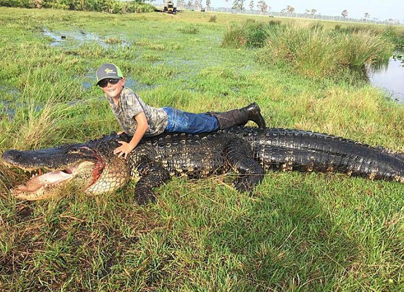 Florida, catturato alligatore gigante /Guarda