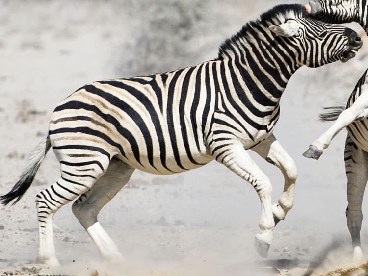 Norvegia: zoo uccide zebra e la dà in pasto alle tigri davanti ai visitatori