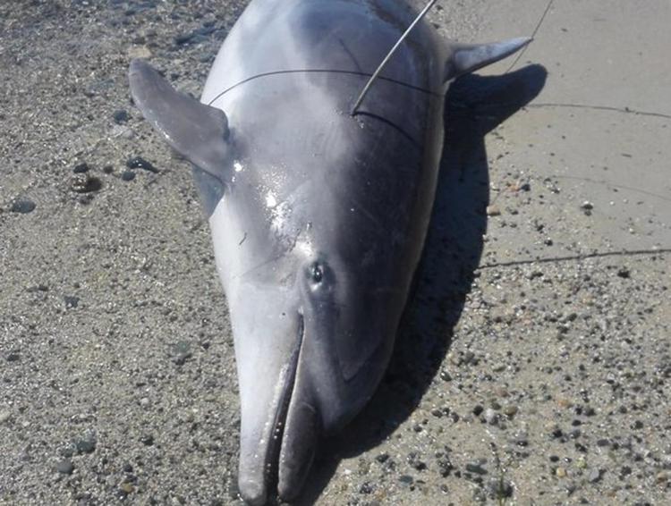 La foto del delfino ucciso postata su Twitter del direttore della Riserva di Capo Carbonara