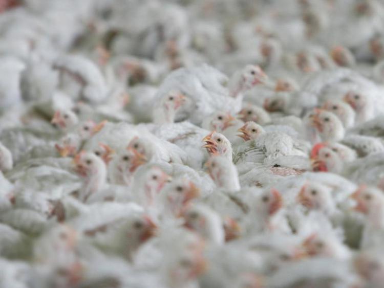 Animali: Ciwf lancia petizione al ministro Lorenzin su antibiotico resistenza