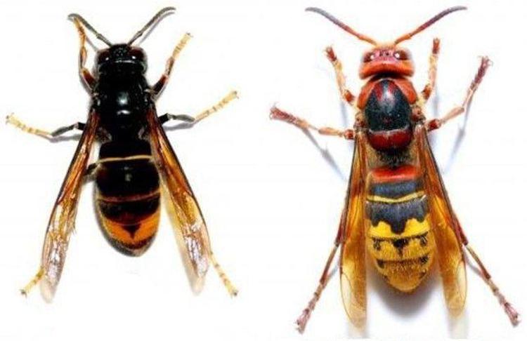 A sinistra la vespa velutina, a destra il calabrone comune 