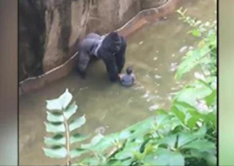 Usa, bimbo cade nel fossato del gorilla: animale abbattuto, salvo il piccolo
