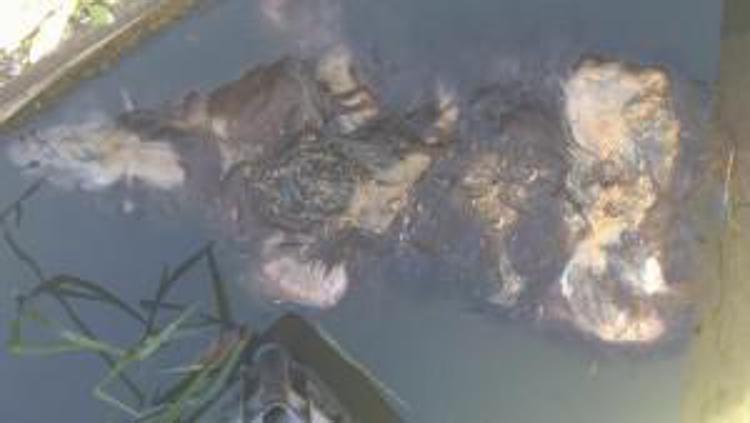 Cane seviziato e gettato in un pozzo nel Cilento, Comune sporge denuncia