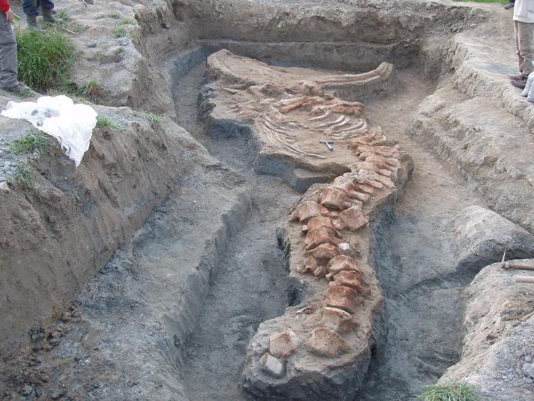 Una balena preistorica e resti fossili, viaggio in fondo al mare di 3 milioni di anni fa
