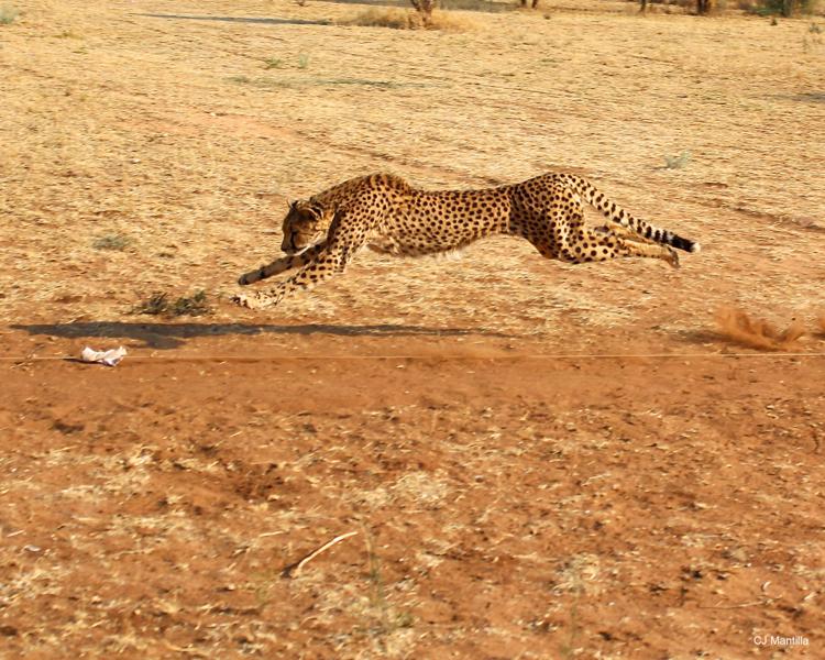 Animali: ghepardo a rischio estinzione, ne restano 7mila esemplari