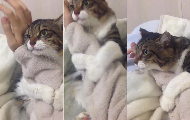 'Non lasciarmi!', il gatto giapponese che non ama la solitudine /Video
