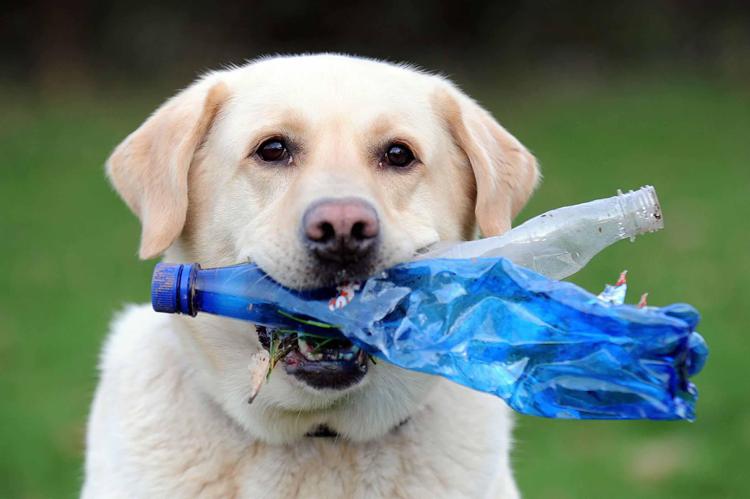 Labrador cani 'mangioni': è colpa di un gene