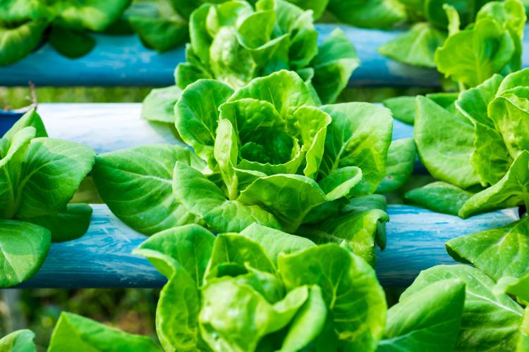 Hydroponic vegetable is planted in a garden - -  Fotolia