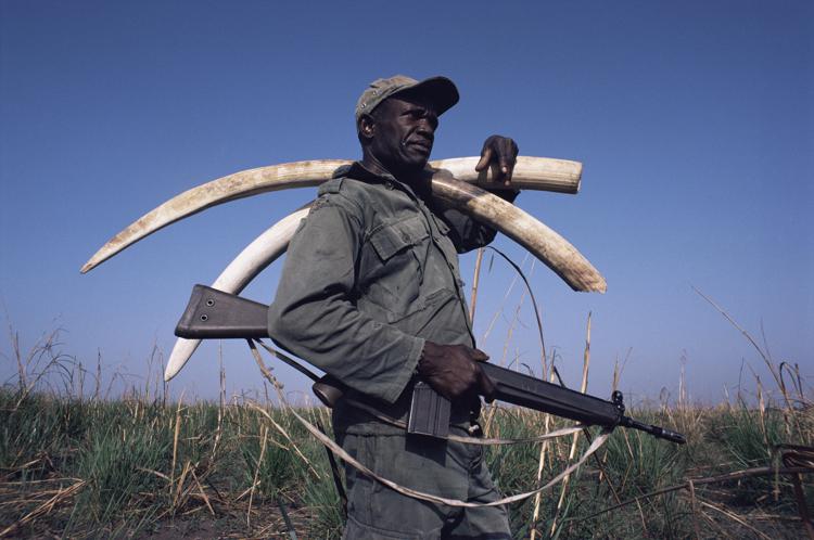 National Park guard with seized illegally poached elephant tusks from animnals killed for the ivory market, Garamba National Park, Democratic Republic of Congo - (foto Wwf)