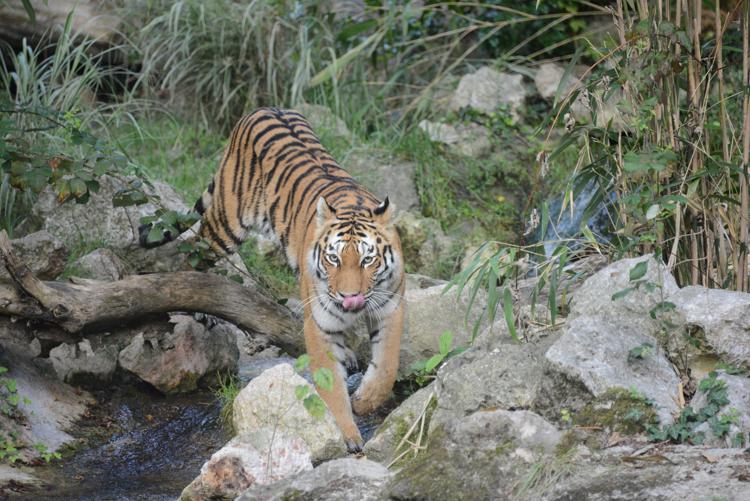 Restano solo 3mila tigri, a rischio estinzione in 5 anni /Video