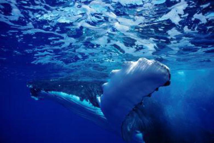 Turismo: Tahiti, la meta ideale per incontrare le balene