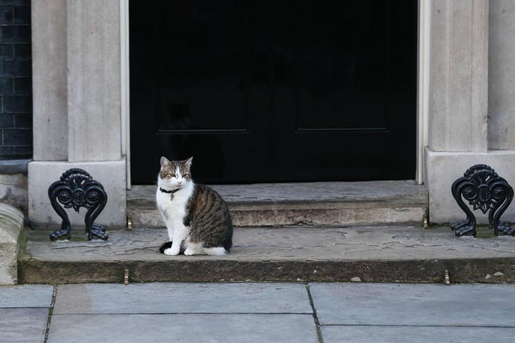 Il gatto di Downing Street, Larry, fuori dall'abitazione del Primo Ministro (Fotogramma) - FOTOGRAMMA