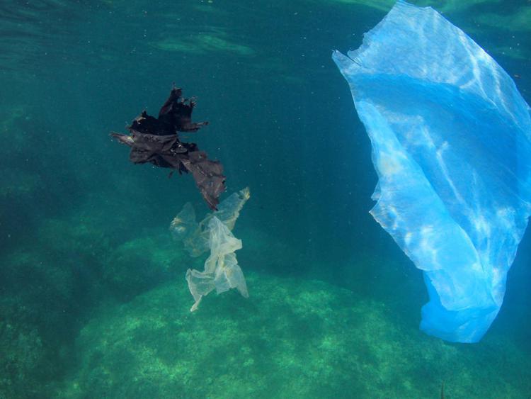 Rifiuti: Greenpeace, troppa plastica in pesci e frutti di mare
