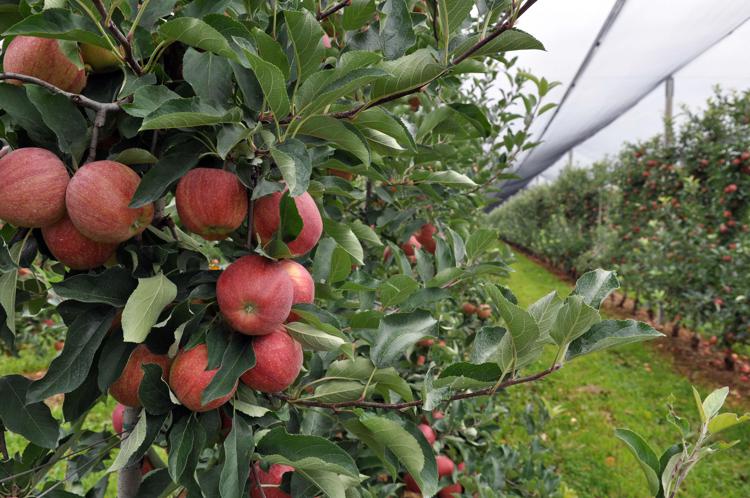 Agricoltura: produttori, raccolto eccellente per la mela friulana