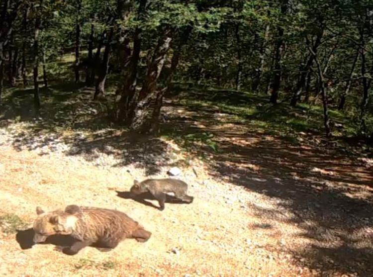 Animali: due orse con cuccioli avvistate in Parco nazionale Abruzzo