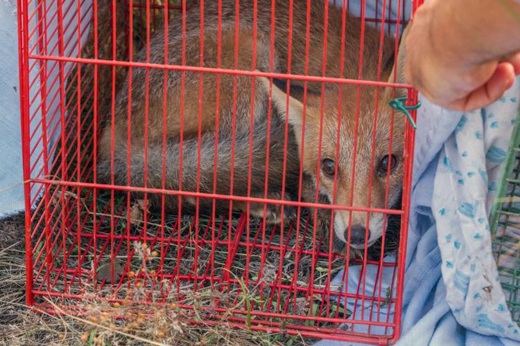 Animali: Wwf libera cinque volpi nel Parco del Ticino