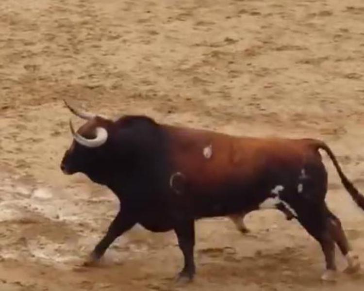 Scontro terribile, due tori muoiono prima della corrida /Video