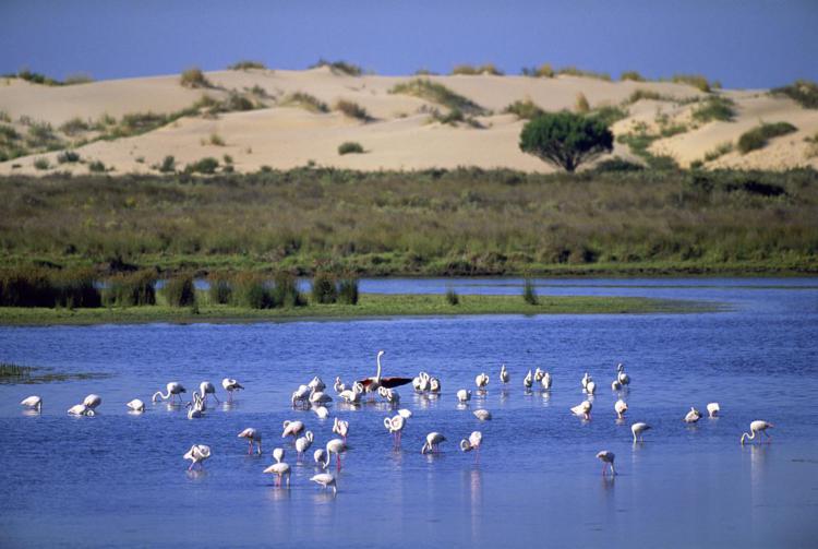 A group of Greater flamingos (Phoenicopterus ruber) in Coto Doñana National Park. Andalucia, Spain.