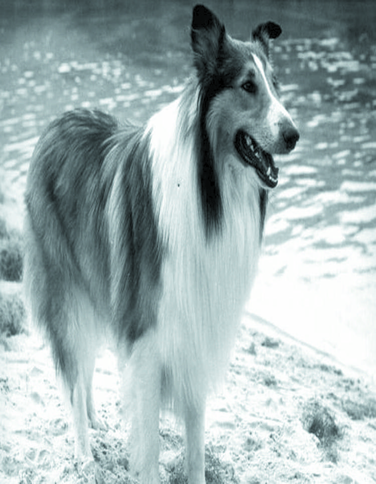 Nella foto Lassie, il cane di razza collie, protagonista di decine di film, serie televisive, cartoni animati, fumetti e romanzi  (da Wikipedia)
