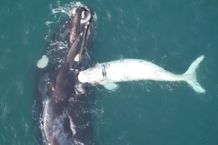 Mamma e cucciolo, primo straordinario filmato dal drone di un balenottero bianco