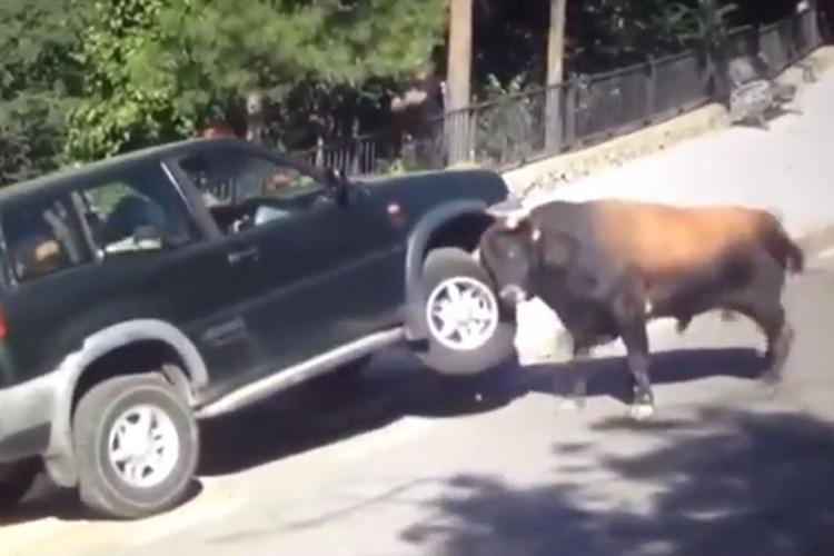 Incorna e solleva una jeep piena di persone, 'toro scatenato' finisce sui social /Video
