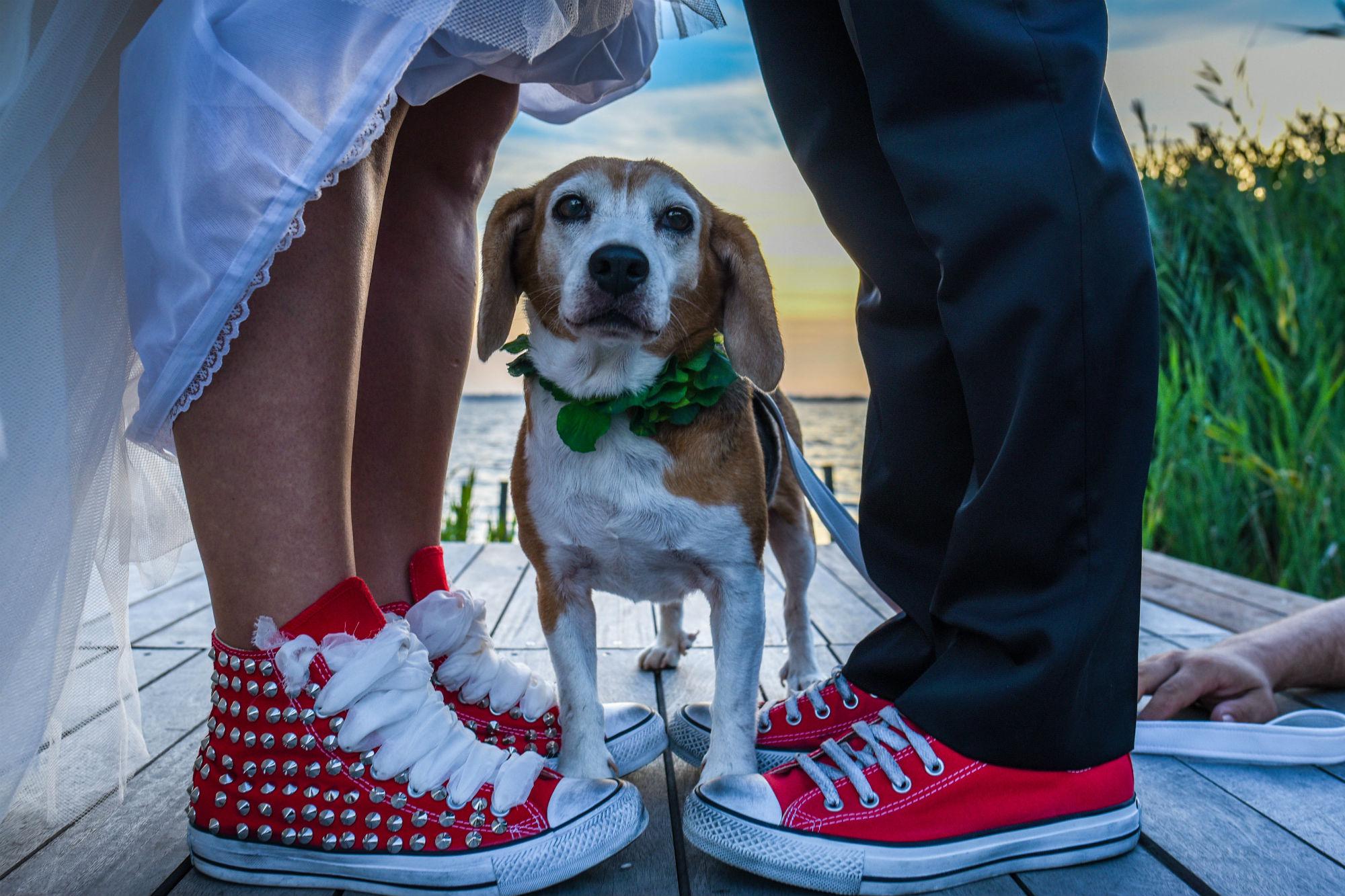 Wedding Dog Sitter®