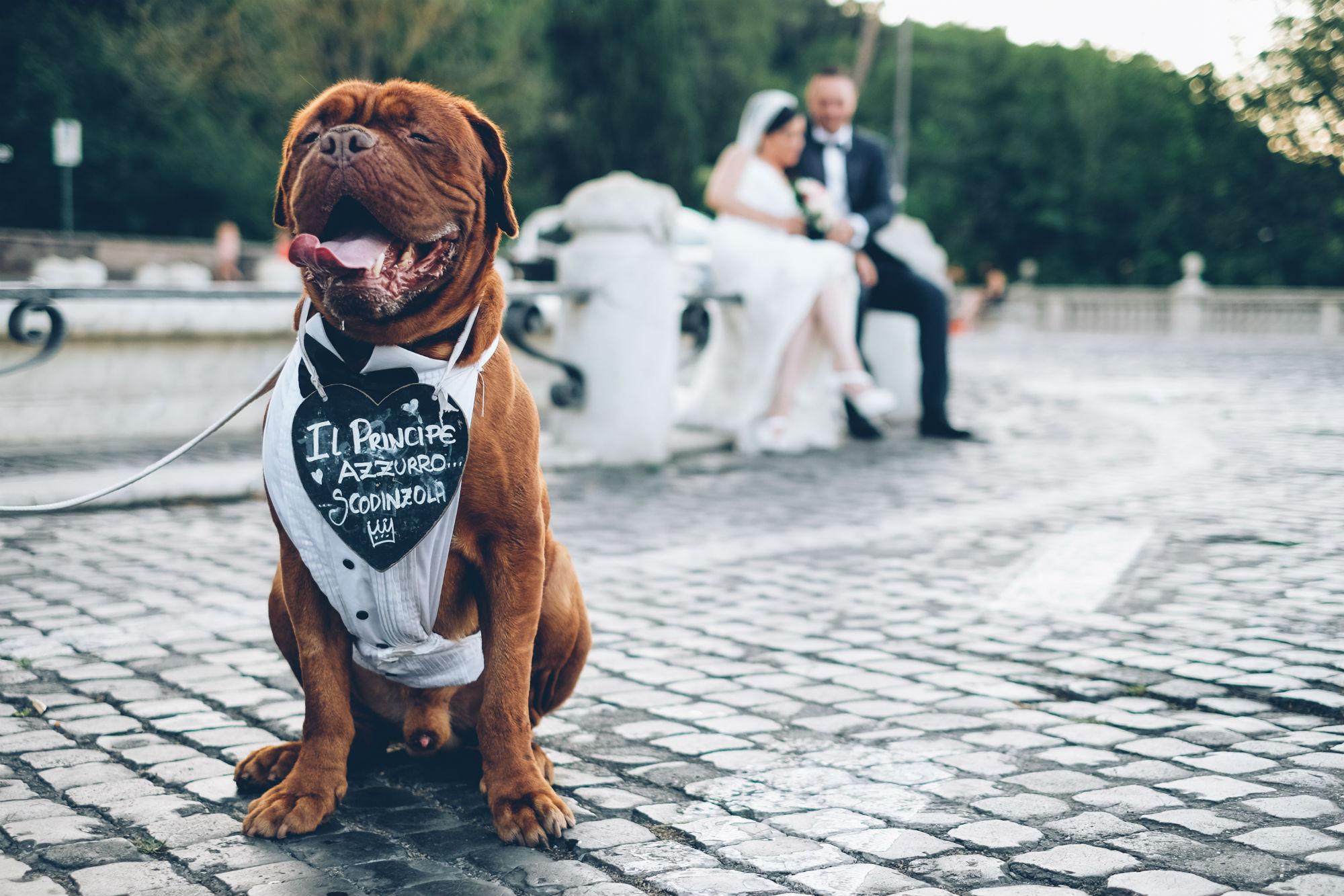 Wedding Dog Sitter®