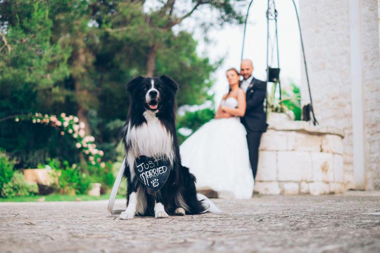 Wedding Dog Sitter® 