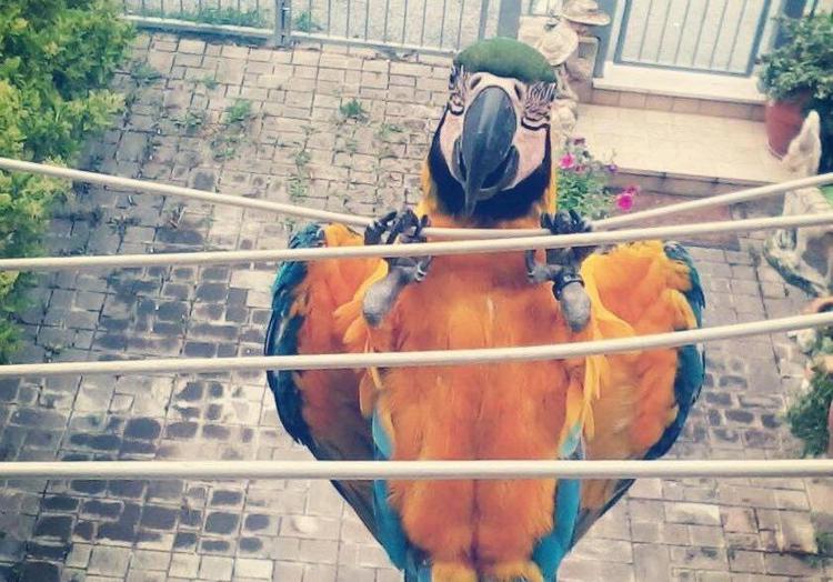 (Facebook /Franky il famoso pappagallo libero)