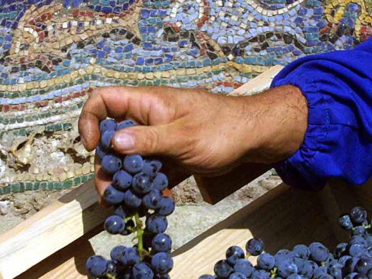 Nella foto la raccolta dell'uva nell'orto della  'Casa dela fontana' (Foto Ciro Fusco) - Ciro Fusco