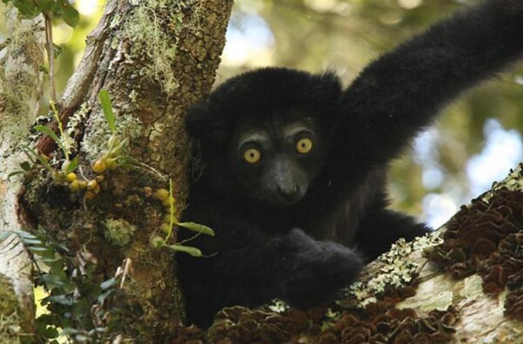 Animali: Indri, il lemure che canta a rischio estinzione