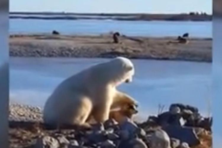 L'orso polare e il cane da slitta, il filmato commovente con un 'finale horror'