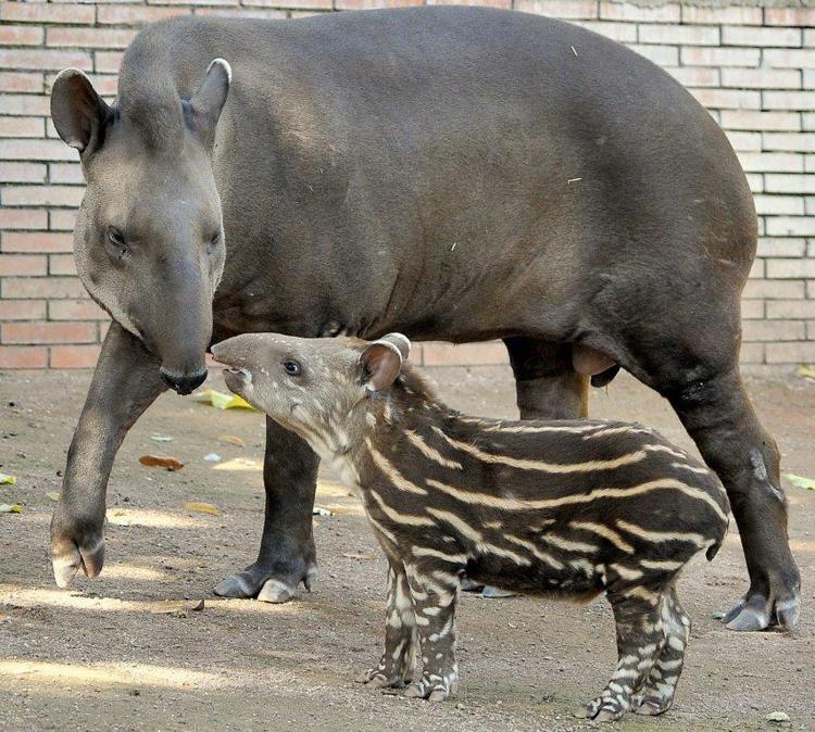 Al Bioparco di Roma è nato un tapiro, si chiama Staffello /Foto