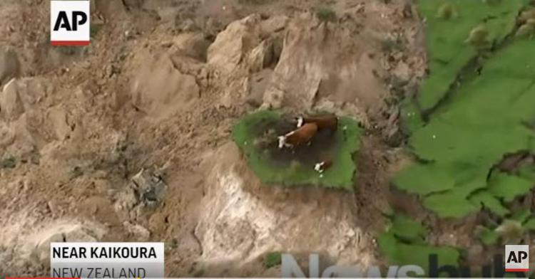 Terremoto in Nuova Zelanda, mucche intrappolate /Video