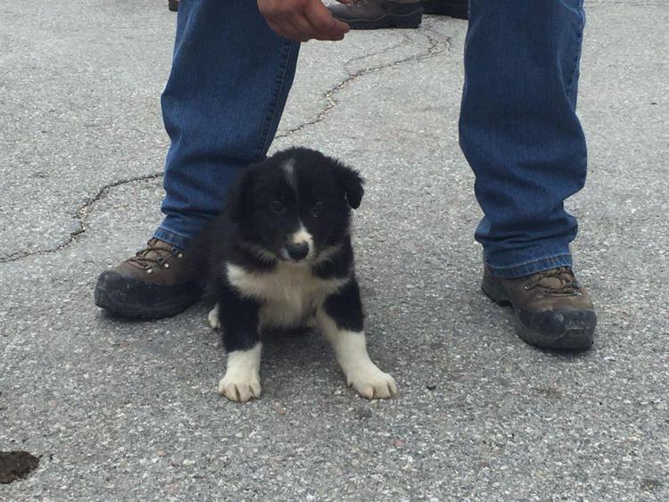 Terremoto, Vigili del fuoco adottano border collie salvato: sarà cane da soccorso