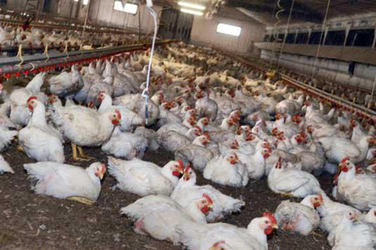 Alimenti: lotta a superbug, in 3 anni -40% farmaci in settore avicolo