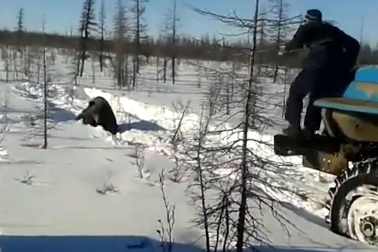 Uccidono orso in Siberia e pubblicano video su YouTube