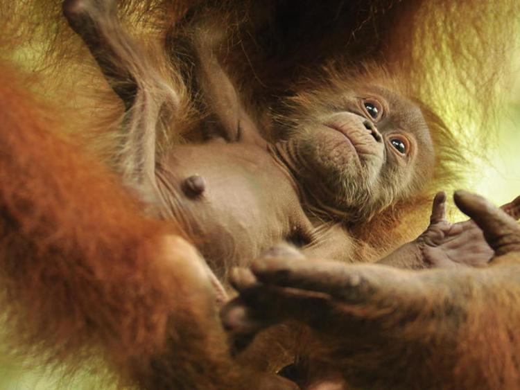 Animali: nato primo orango nella foresta protetta dal Wwf a Sumatra