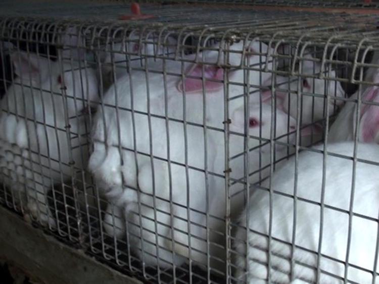 Animali: Ciwf, Commissione Ue chiede più spazio per i conigli allevati