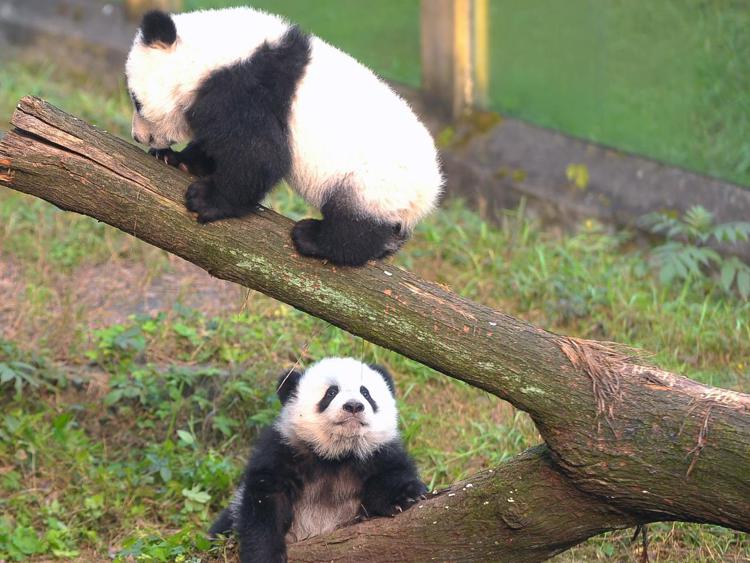 I due baby panda (Xinhua)