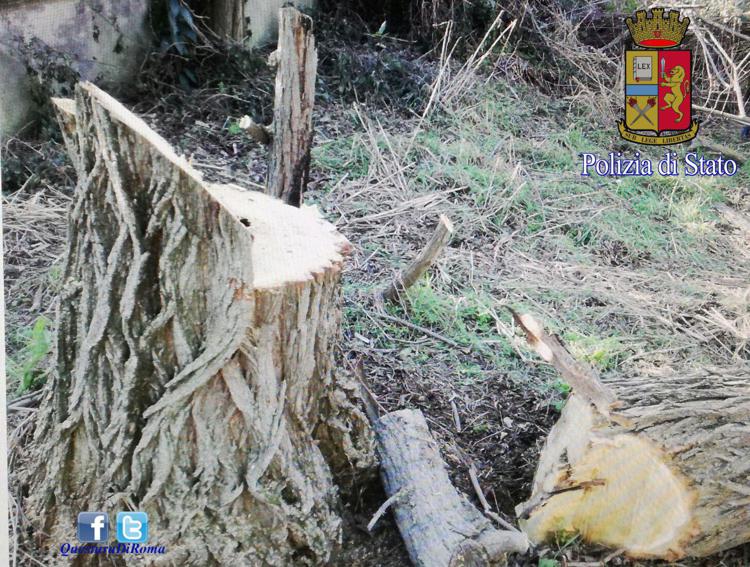 Roma: tagliavano alberi secolari nella riserva naturale, 2 arresti
